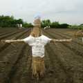 2012-8-18參加雲林縣二崙鄉有機黃豆認養活動，本日為完成黃豆種子播種工作。