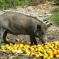 山豬享用水果餐