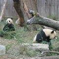 D.C.動物園之熊貓