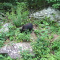 Shenandoah National Park之野生黑熊