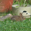 住家後院之野兔