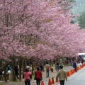 Wuling Sakura