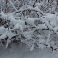 【嗨，2015；掰掰，2014】我的松林雪徑