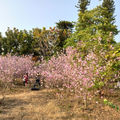 台南公園