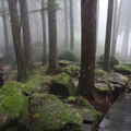 阿里山巨木棧道