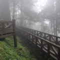 阿里山巨木棧道