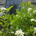 在松山文創園區的中庭花園~
七里香盛開，滿園芬芳~