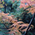 大阪楓葉