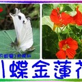 〈昆蟲02-3〉1引蝶金蓮花0