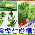 〈昆蟲-02美麗的蛻變3-1〉2-2-1.0跨季七世情