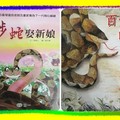 〈百合-02台灣原生種2〉01-2百步蛇的新娘