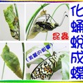 〈昆蟲-02美麗的蛻01-4〉0化蛹蛻成蝶