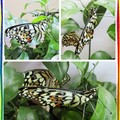 〈昆蟲-02美麗的蛻變1-4〉8-3雙蝶