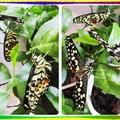 〈昆蟲-02美麗的蛻變1-4〉8-4.2三蝶