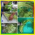 〈蔬果-01繽紛醃泡菜1〉02-2辛香料芹菜