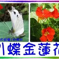 〈昆蟲02-3〉1引蝶金蓮花0