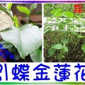 〈昆蟲02-3〉1引蝶金蓮花15.0主題