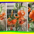 〈百合-03食用栽培種2〉06-2盛開豔橘反捲花