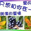 〈昆蟲-02美麗的蛻變0-3〉1-1.1射干