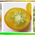 〈果樹-02橙橘桔柚檸6〉02-10金柑屬圓果金柑