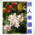 田代氏石斑木.厚皮香.車輪梅，
貫上日姓氏，卻是道地「台灣特有變種」，
花型美用途廣耐風寒，
很美的花籬植物，很棒的綠籬作物。
