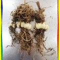 〈百合-03食用栽培種2〉07花謝後掘起的球根