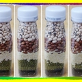 〈種子繪-01方格透視罐〉02-1米豆
