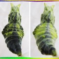 〈昆蟲-02美麗的蛻變2-4〉1-1.3羽化前蛹的變化