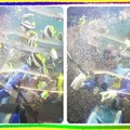 〈縮景園-01水族箱1大葉魚樂園〉06-4餵食浮游物