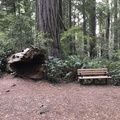 Redwood Nat'l Parks