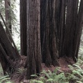 Redwood Nat'l Parks