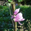 淡水楓樹湖木蓮花(木蘭)