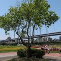 新北市江翠蝴蝶公園