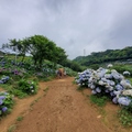 2020.06.14新北市萬里高家繡球花田