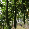 2019桃園蓮花季+白沙岬燈塔