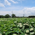 2019桃園蓮花季+白沙岬燈塔