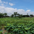 2019桃園蓮花季+白沙岬燈塔