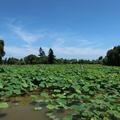 2019桃園蓮花季+白沙岬燈塔