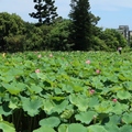 2019桃園蓮花季+白沙岬燈塔