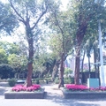 台灣大學杜鵑花