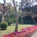 台灣大學杜鵑花