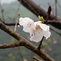 三峽竹崙路賞櫻秘境