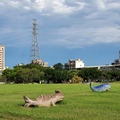 2020.07.25Ubike捷運圓山站到大稻埕碼頭