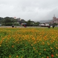 2017桃園花彩節大溪場