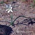 光之域系列-沙漠玫瑰(Desert Lily) - 1