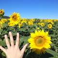Sunflower 向日葵-  - 3