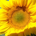 Sunflower 向日葵-  - 4