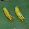 蘆薈花精(Aloe Vera)：內心燃盡的水元素補充 - 3