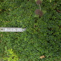 妳說的話就是花語(34): 岩玫瑰 Rock rose- 恐怖 - 1