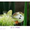 2012.12.07莿桐說了蒜。蒜花與蜂蝶 - 4